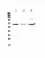Anti-CD5 Picoband Antibody