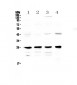 Anti-GSTM1 Picoband Antibody