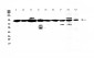 Anti-XRCC1 Picoband Antibody