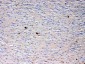 Anti-NSF Picoband Antibody