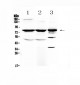 Anti-NSF Picoband Antibody