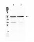 Anti-PTP1B Picoband Antibody