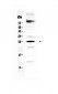 Anti-SRY Picoband Antibody