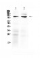 Anti-TRPC6 Picoband Antibody
