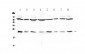 Anti-IL1RA Picoband Antibody