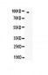 Anti-CD62L Picoband Antibody