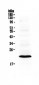 Anti-Bid Picoband Antibody