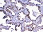 Anti-Adenylosuccinate Lyase Picoband Antibody