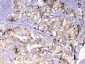Anti-Adenylosuccinate Lyase Picoband Antibody