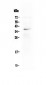 Anti-LOX-1/OLR1 Picoband Antibody