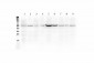 Anti-ESR2 Picoband Antibody