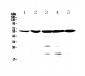 Anti-NR1H4 Picoband Antibody