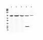 Anti-Complement C7 Picoband Antibody