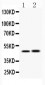 Anti-IKK gamma Picoband Antibody