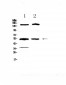 Anti-Glucokinase Picoband Antibody