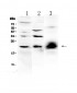 Anti-IL-22 Picoband Antibody