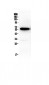 Anti-Syndecan-1/SDC1 Picoband Antibody