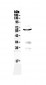 Anti-PDCD4 Antibody