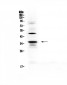 Anti-CD40L Picoband Antibody