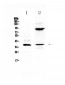 Anti-IL12B Picoband Antibody