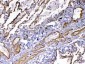 Anti-VEGF Receptor 3 Picoband Antibody