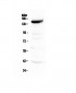 Anti-VEGF Receptor 3 Picoband Antibody