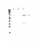 Anti-FOXP2 Picoband Antibody
