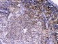 Anti-Lyn Picoband Antibody