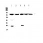 Anti-GRK2 Picoband Antibody