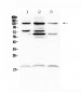 Anti-CD31 Picoband Antibody