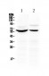 Anti-KPNA2 Picoband Antibody