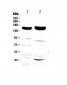 Anti-Xanthine Oxidase Picoband Antibody