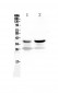 Anti-MEK6 Picoband Antibody