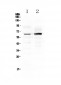 Anti-Frizzled 4 Picoband Antibody