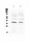 Anti-MATH1/HATH1 Picoband Antibody