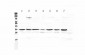 Anti-UCP2 Picoband Antibody