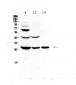 Anti-TL1A Picoband Antibody