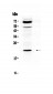 Anti-C19orf80 Picoband Antibody