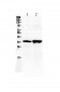 Anti-Six3 Picoband Antibody