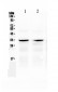 Anti-Caspase-6 Picoband Antibody