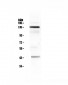 Anti-VE Cadherin Picoband Antibody