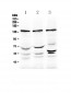 Anti-Exportin-5 Picoband Antibody