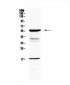 Anti-GALNS Picoband Antibody