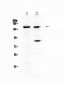 Anti-FBXL11 Picoband Antibody