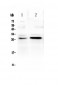 Anti-TNFRSF18 Picoband Antibody
