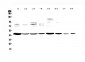 Anti-PDK2 Picoband Antibody
