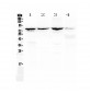 Anti-Calpain 2 Picoband Antibody