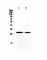 Anti-Myf5 Picoband Antibody