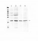 Anti-Myoglobin Picoband Antibody