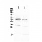 Anti-VIP Receptor 1 Picoband Antibody